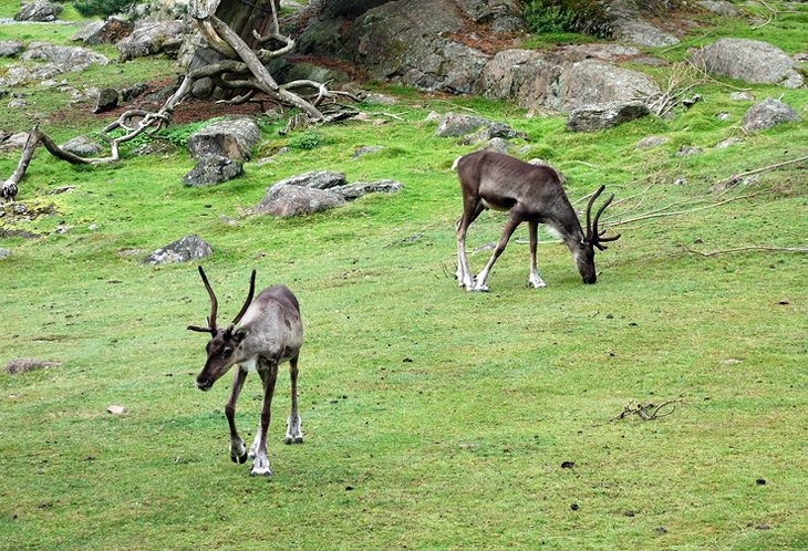 Reindeer at Slottsskogen