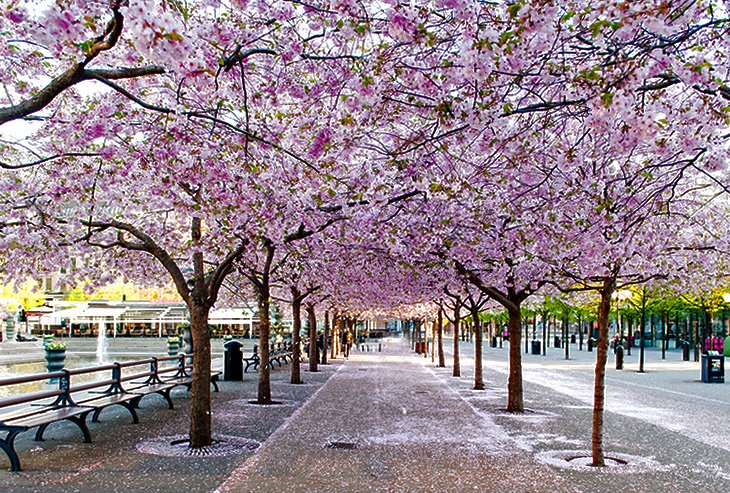 Printemps à Stockholm