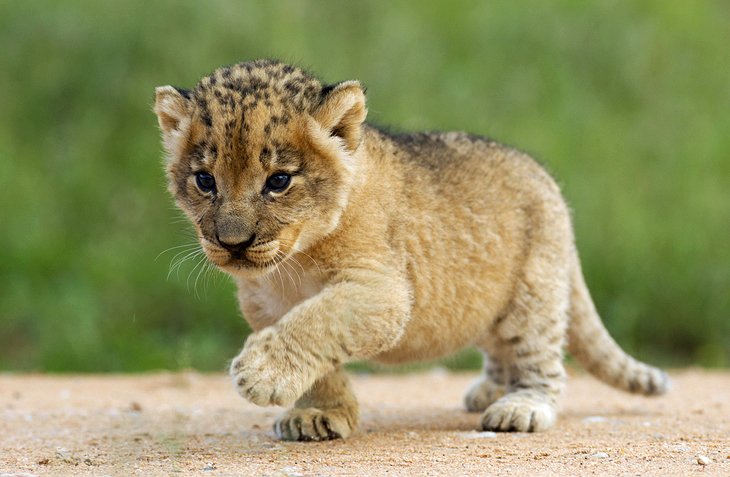 Lion cub