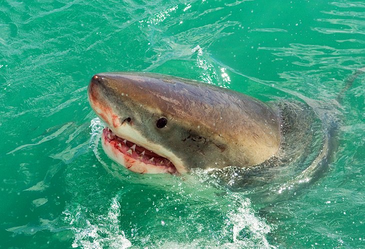 Great White Shark Cage Dives