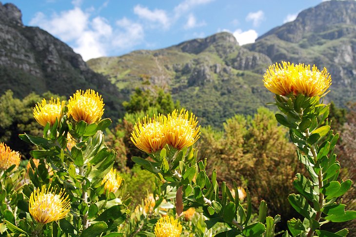 Kirstenbosch National Botanical Gardens