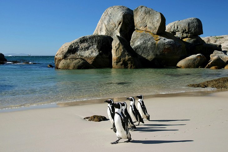 Pingouins à Boulders Bay