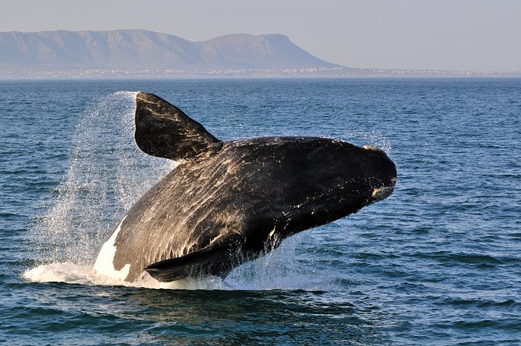 Whale watching at Hermanus