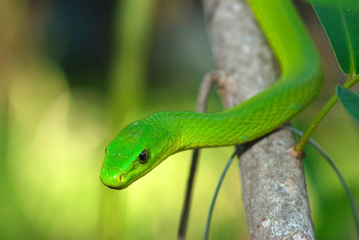 Green mamba