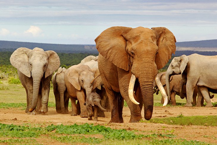 Addo Elephant National Park