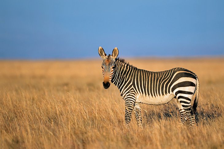 Mountain Zebra National Park