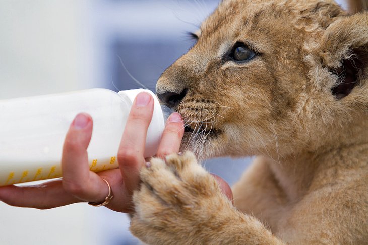Bottle-feeding a lion cub