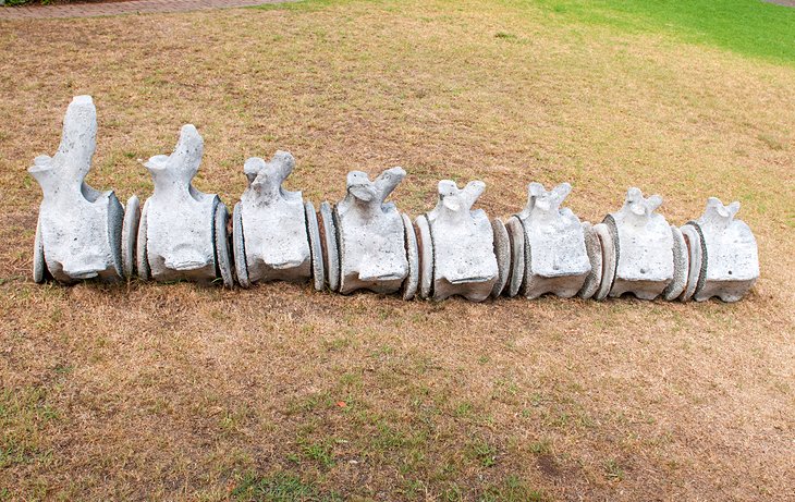 Whale vertebrae at Bartolomeu Dias Museum