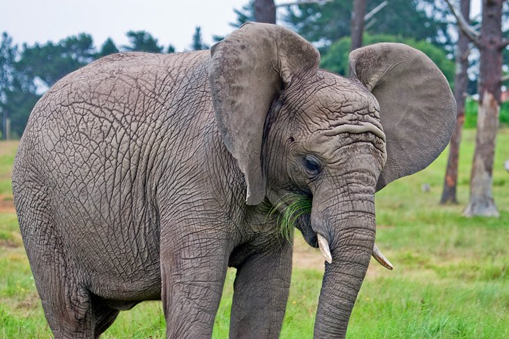 Knysna Elephant Park