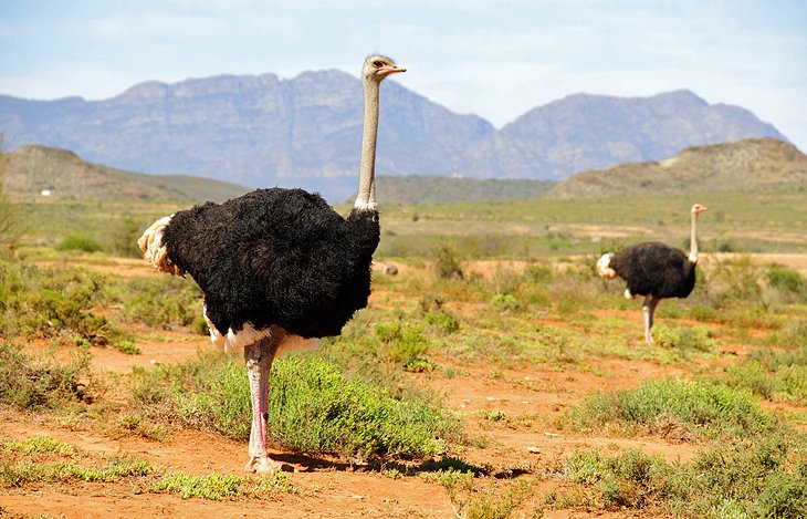 Oudtshoorn Ostrich Farms