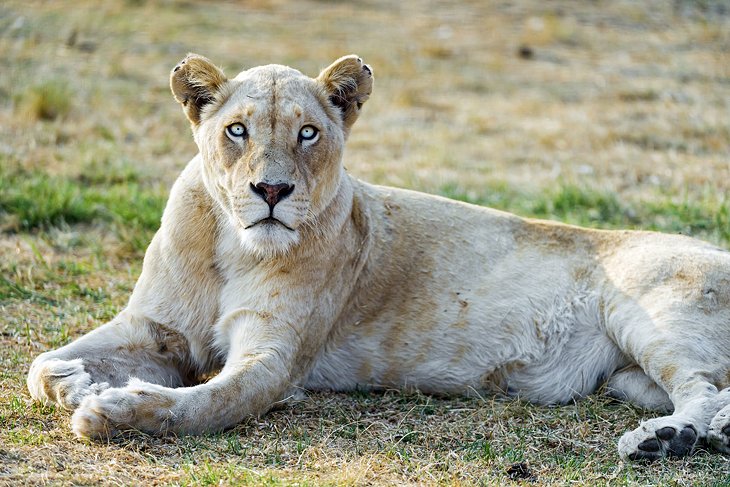 Lion &amp; Safari Park, Gauteng