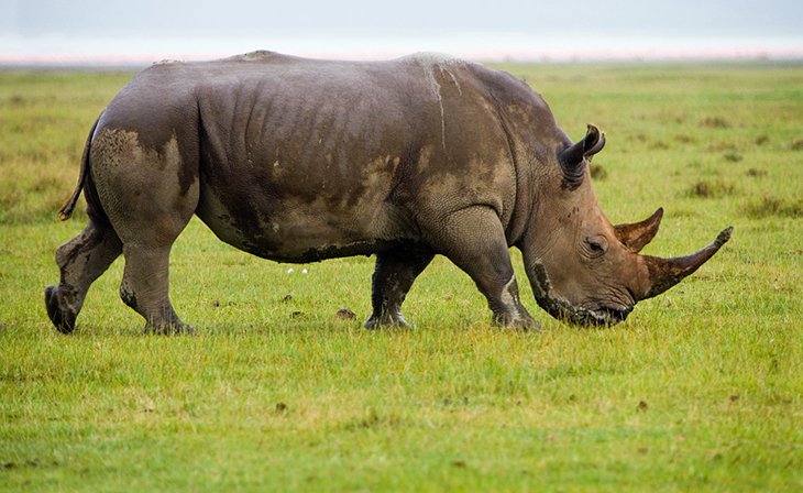 Pilanesberg National Park, North West Province