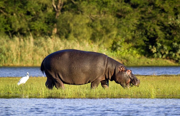 Parque del humedal iSimangaliso, KwaZulu-Natal