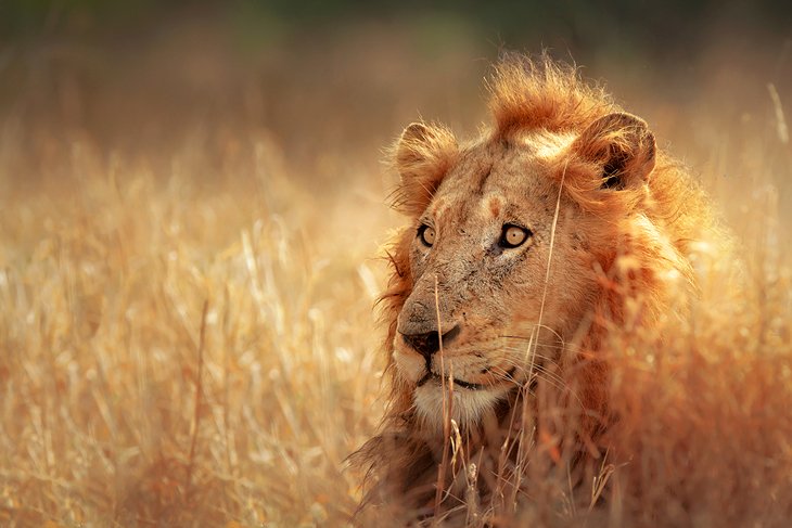 Exploring Kruger National Park: A Visitor's Guide | PlanetWare