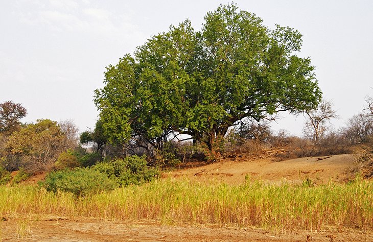 Explorando el Parque Doméstico Kruger: una itinerario para visitantes