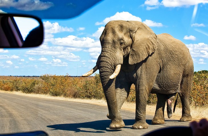 Elephant on the road in Kruger National Park