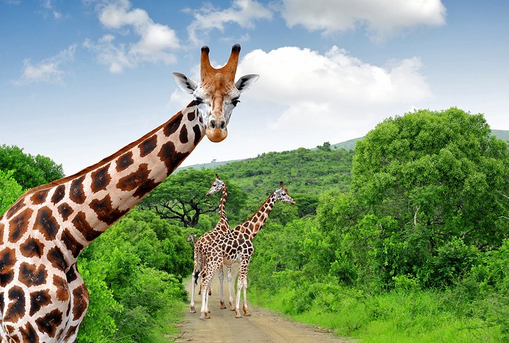 Giraffes in Kruger