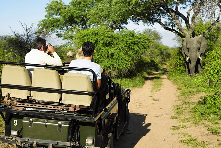 Guided Kruger National Park game drive
