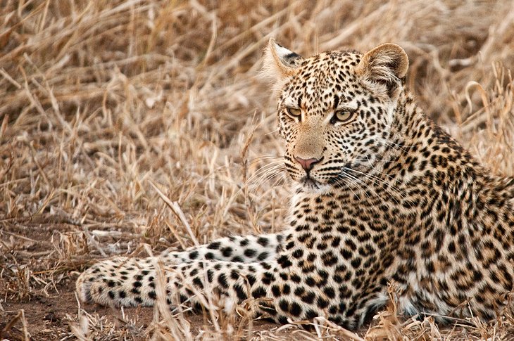 Leopard near Satara Camp