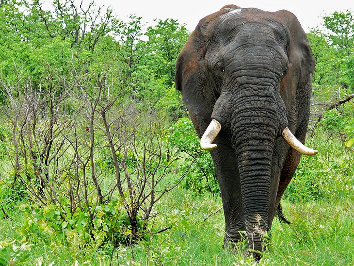 Explorando el Parque Doméstico Kruger: una itinerario para visitantes