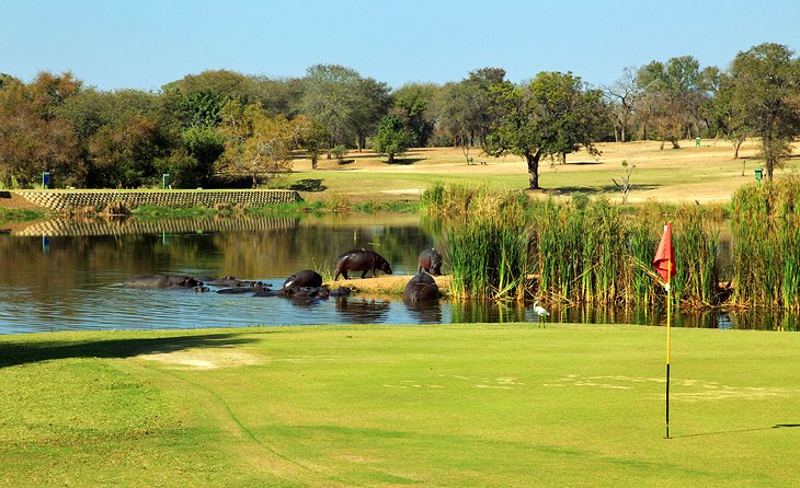 Explorando el Parque Doméstico Kruger: una itinerario para visitantes