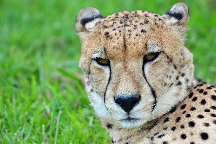 Kwa Cheetah Breeding Project