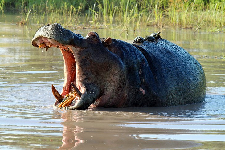 iSimangaliso Wetland Park