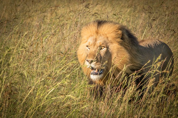 Nambiti Private Game Reserve