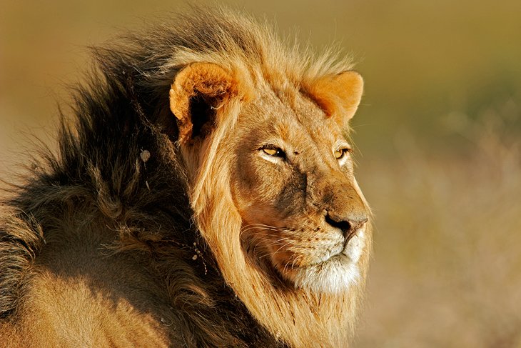 Kgalagadi (Kalahari) Transfrontier Park