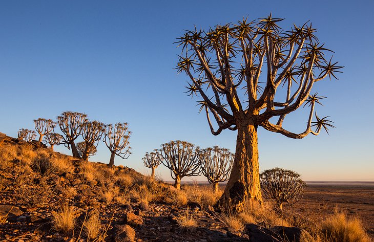 Quiver tree