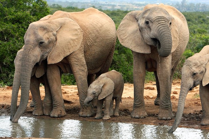 Addo Elephant National Park