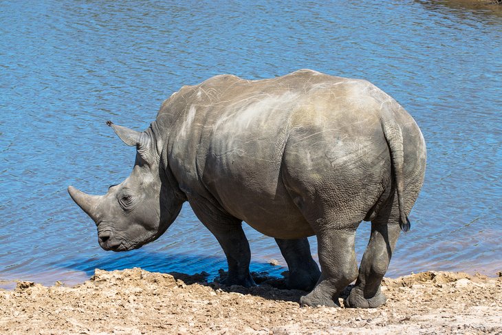 Rhino