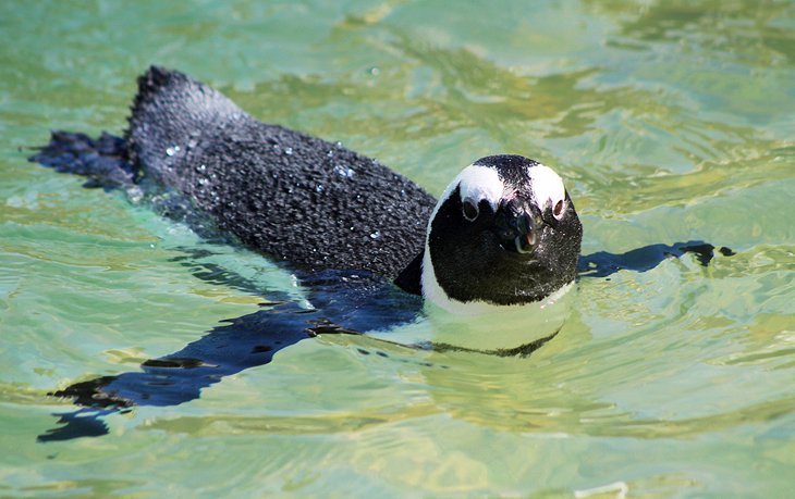 Southern African Foundation for the Conservation of Coastal Birds