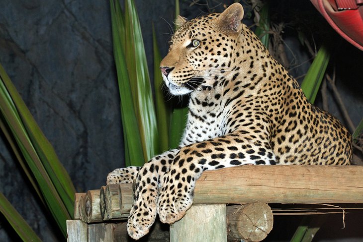 National Zoological Gardens of South Africa