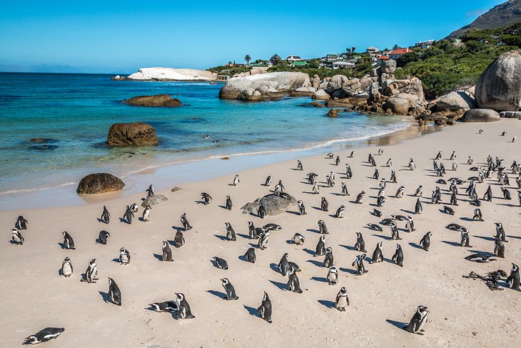 Boulders Penguin Colony