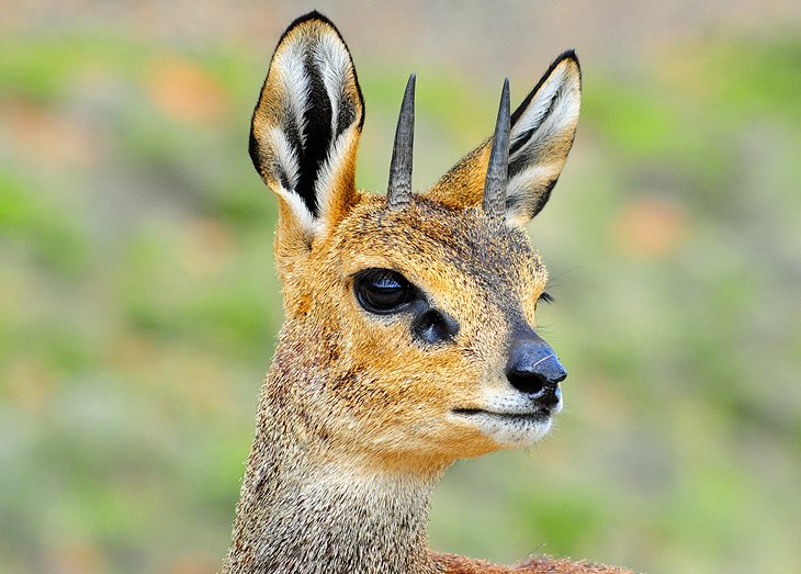 Klipspringer, Karoo National Park