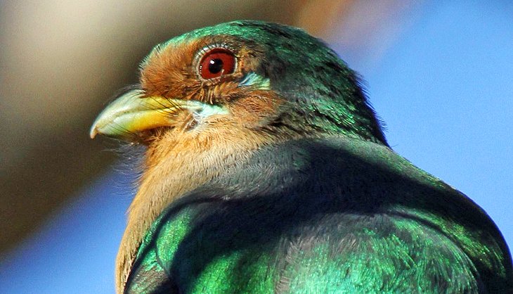 Narina trogon