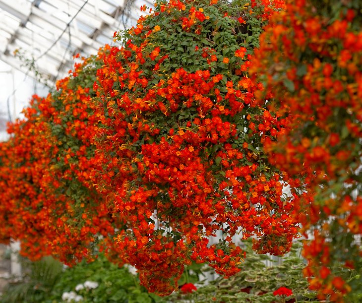 Duthie Park and David Welch Winter Gardens