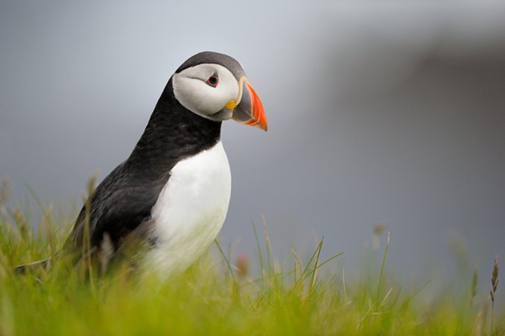 Puffin in the Shetland Islands