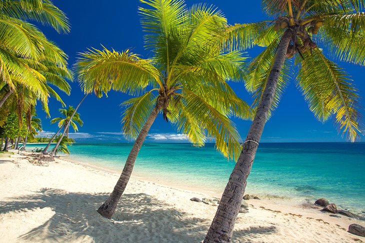 Plage bordée de palmiers aux Fidji