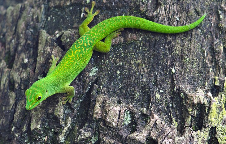 Gecko sur l'île d'Aride