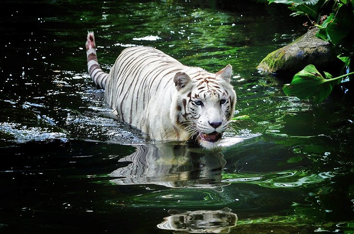 18 atracciones turísticas mejor valoradas en Singapur