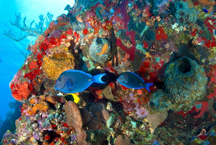 Nature Reserve of Saint-Barthélemy