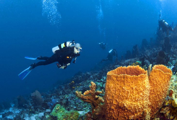 Diving in Anse Chastanet Marine National Park