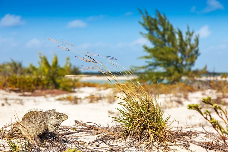 An endangered rock iguana on Little Water Cay