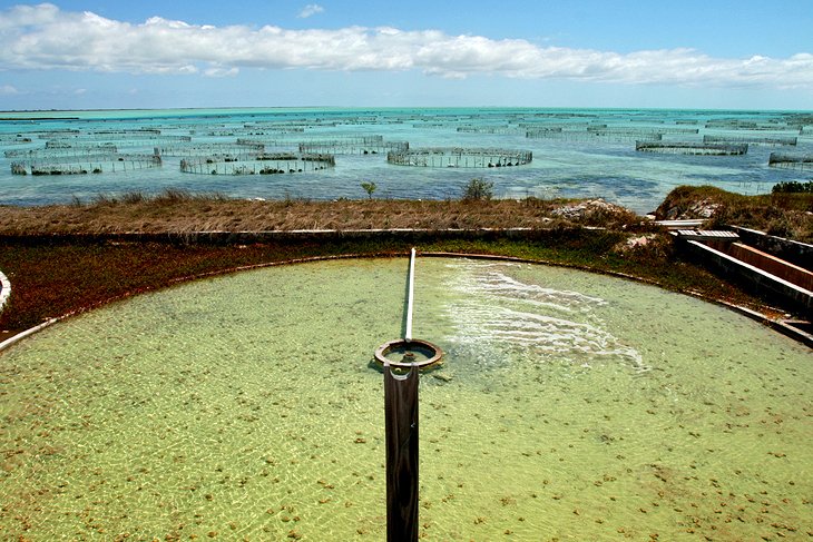 Caicos Conch Farm, Providenciales