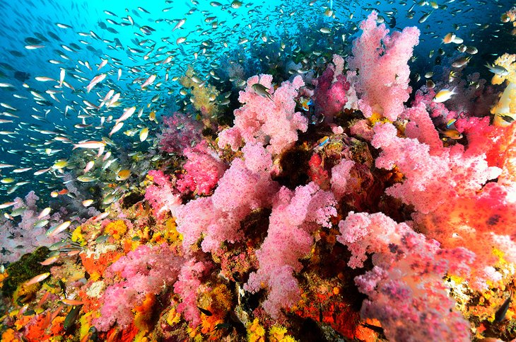 Colonie de corail mou, îles Similan