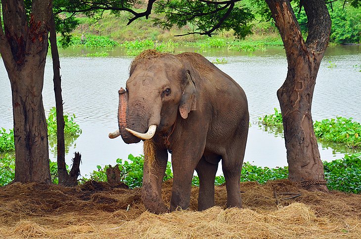 13 atracciones turísticas mejor calificadas en Ayutthaya