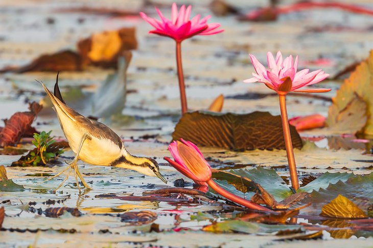 Pheasant-tailed jacana