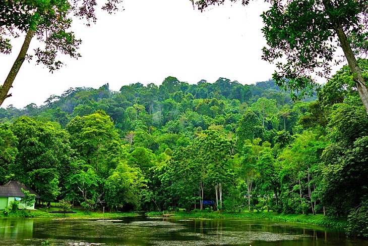 Gibbon Rehabilitation Center